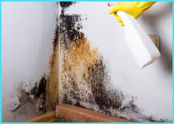 Fort Lauderdale Restoration Company Fort Lauderdale, FL 954-417-0601 - city-page-mold